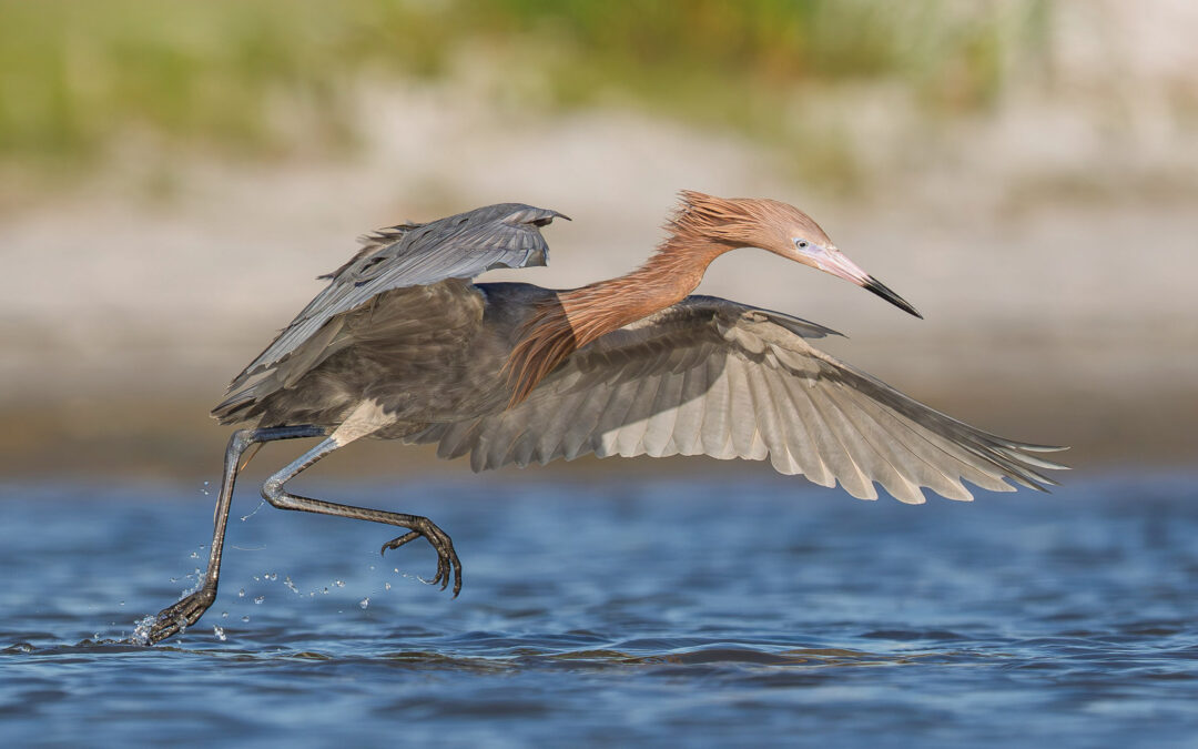 First Thoughts on the New Sony 100-400mm f/4.5 Lens